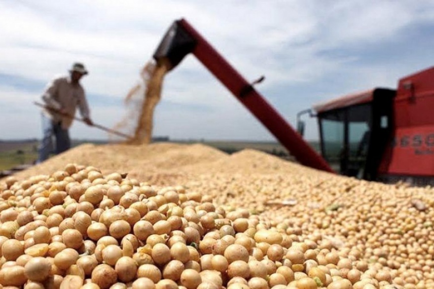 Fuertes bajas en los precios de la soja, maiz y trigo