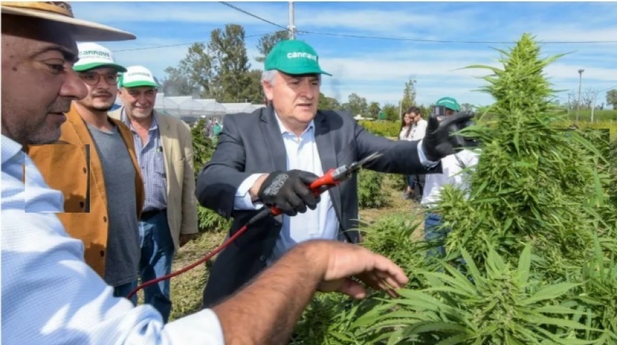 Nueva disputa entre Pro y la UCR: ahora por el cannabis medicinal