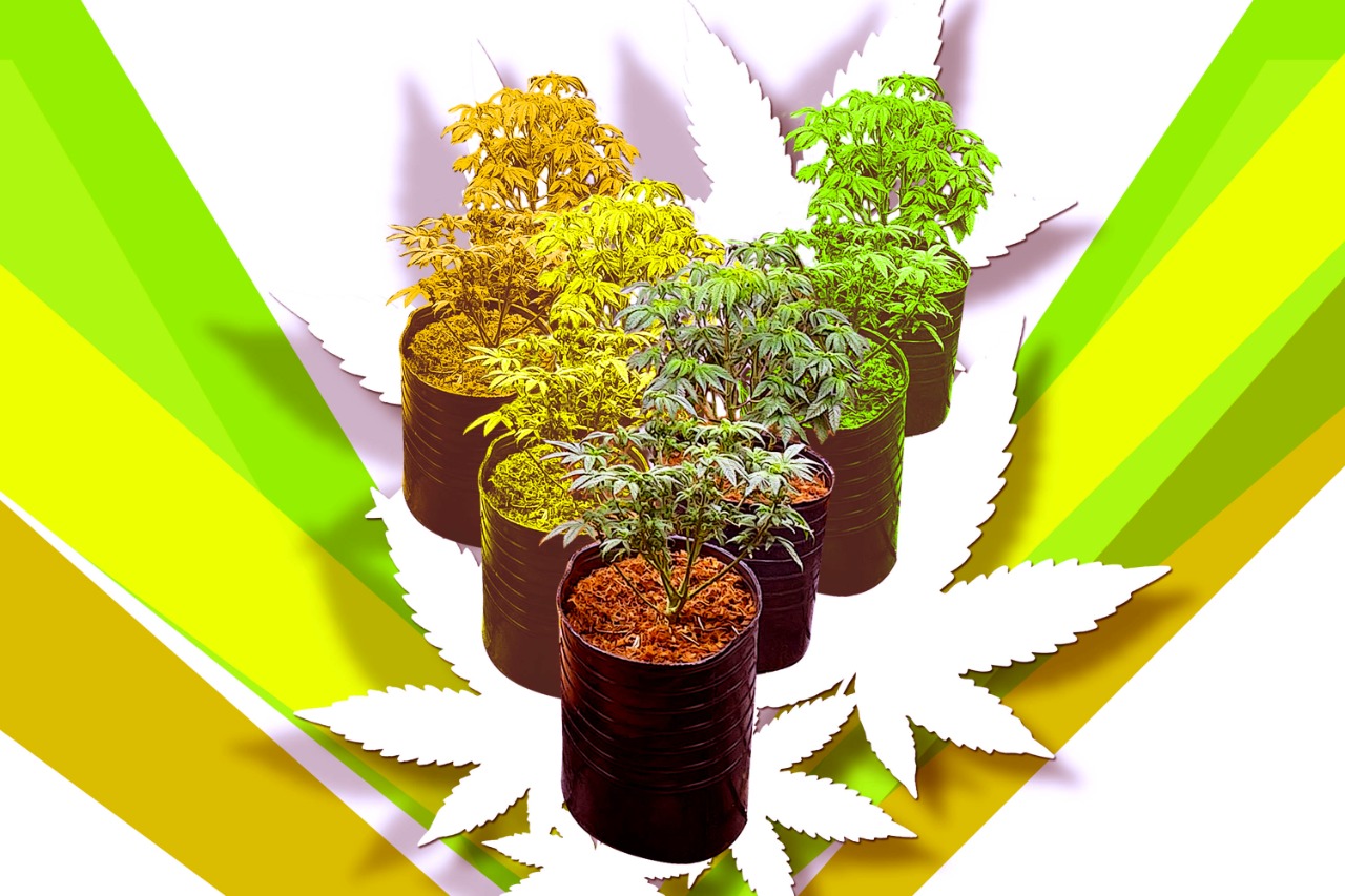 Las zonas grises de la Ley de Cannabis