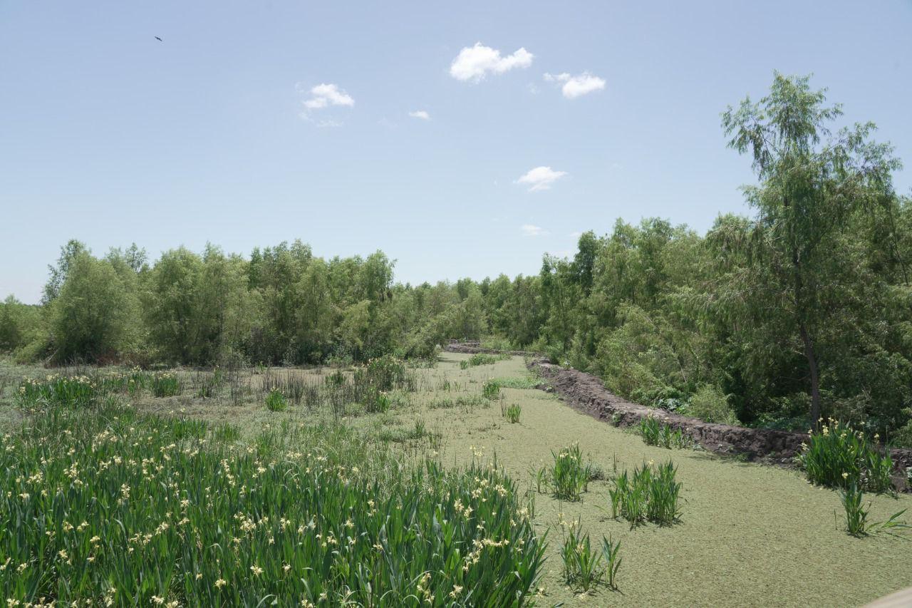 La Ciudad recuperó parte de la Laguna de los Patos en la Reserva Ecológica