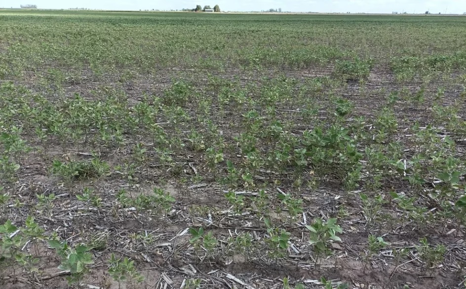 Sequía: se prevé una cosecha de soja 45% inferior a la prevista