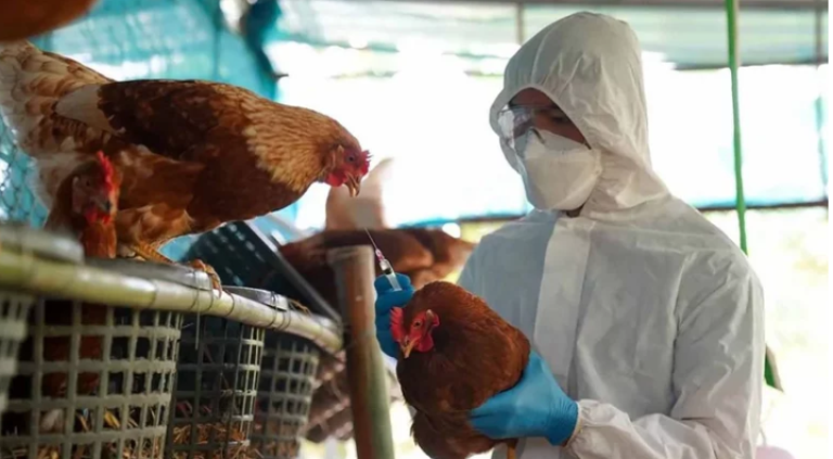 Alarma por la gripe aviar: ya hay 19 casos y aumentan controles