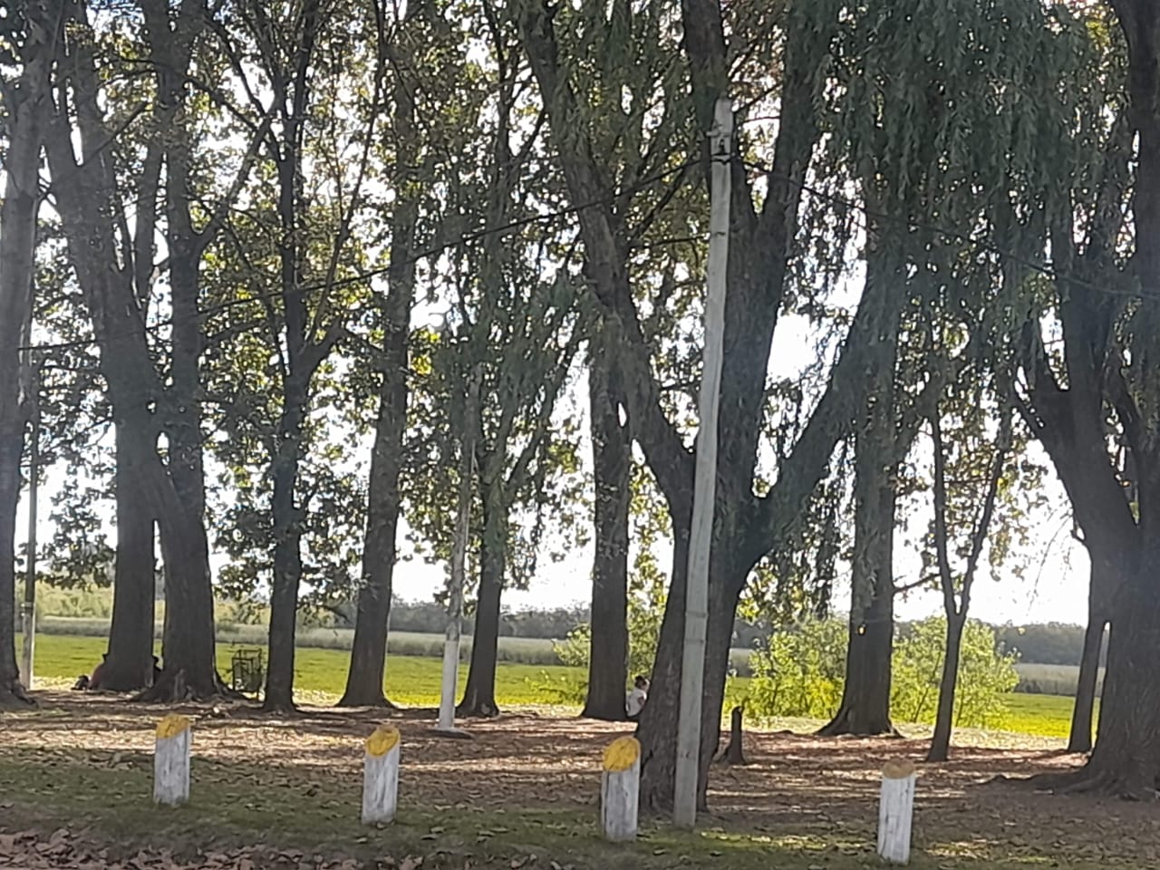 Trigo transgénico sobre la mesa