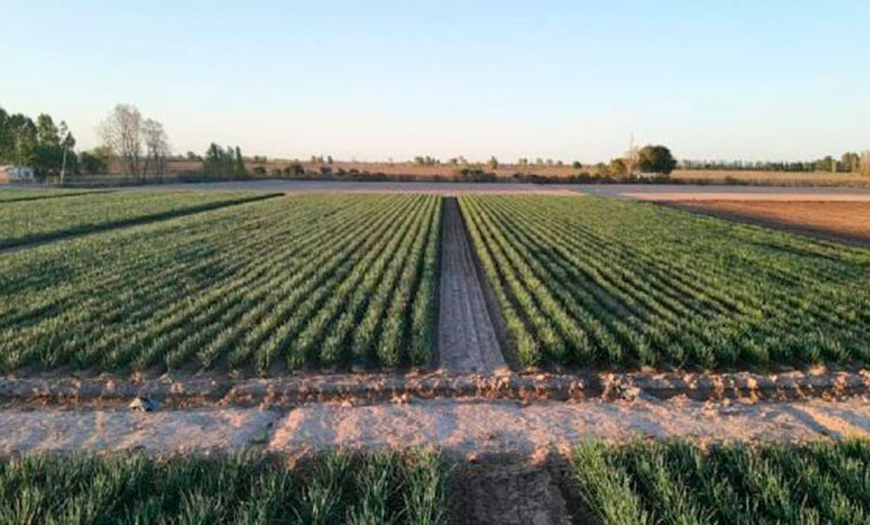 Cae la confianza del campo y se desploman las expectativas de inversión