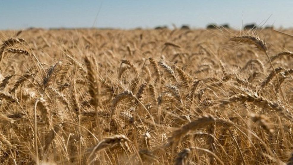 Gobierno derogó una resolución que limitaba las exportaciones de trigo y maíz