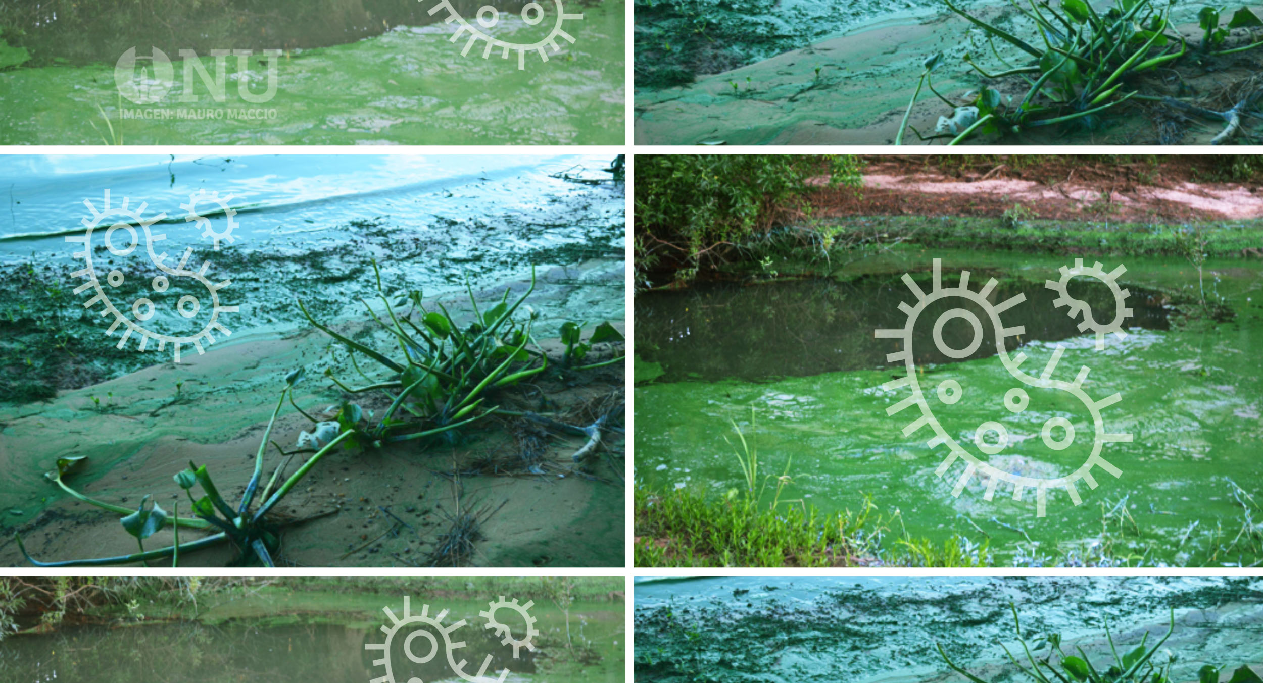 Peligro, verdín: la bacteria que contamina el Río Uruguay