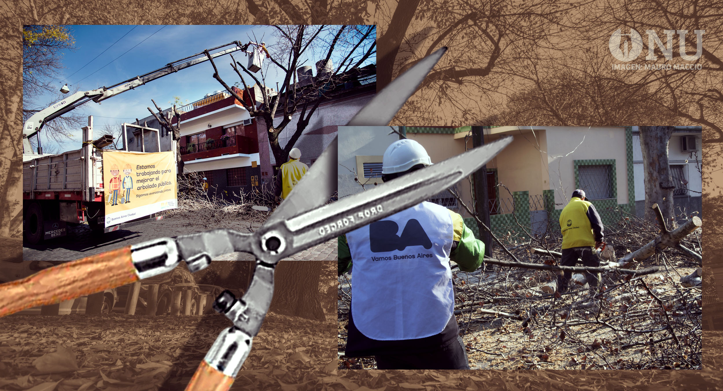 Podas ilegales, sin informes y sin sanciones: cómo se vulnera el arbolado urbano